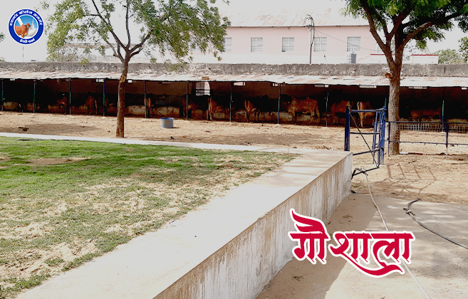 Dayanand College Ajmer | Cowshed